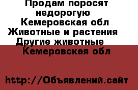 Продам поросят недорогую - Кемеровская обл. Животные и растения » Другие животные   . Кемеровская обл.